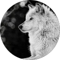 user_profile